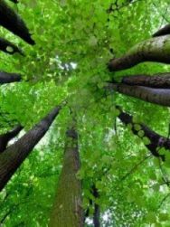 Il était une forêt