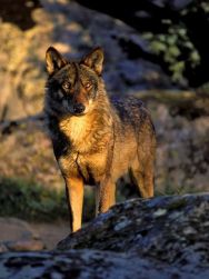 La Vallée des loups